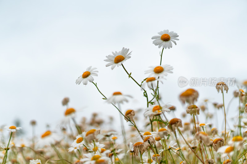 雨中小雏菊特写