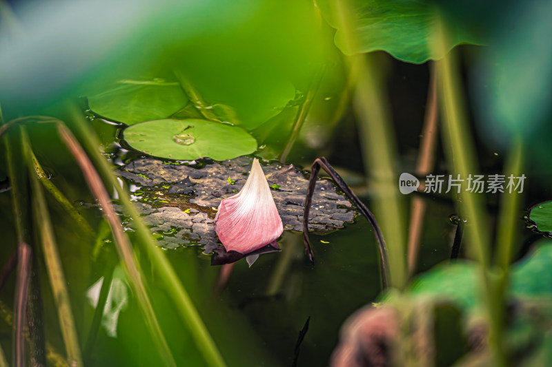 池塘荷花荷叶掉落的花瓣