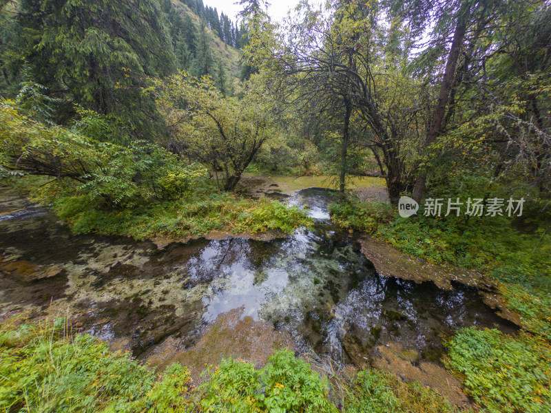 静谧的森林与湖景