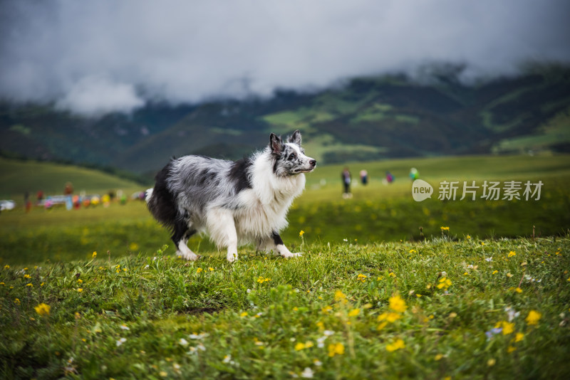 草原上的边境牧羊犬与飞盘