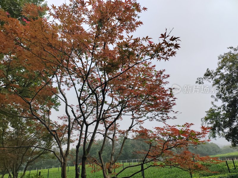 红叶树木景观，背景为绿意盎然的草地