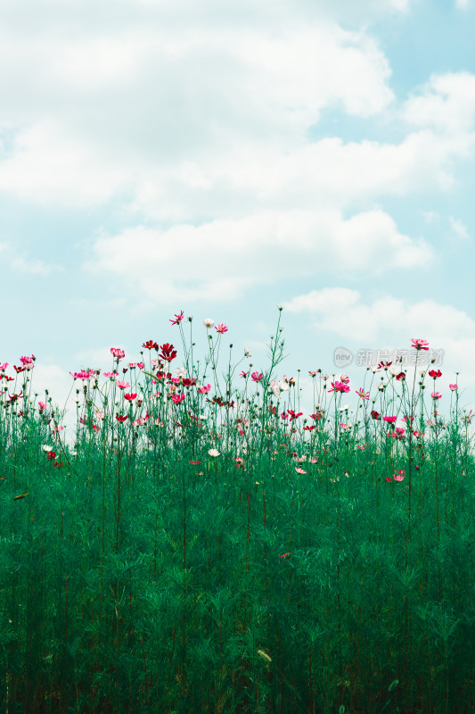 夏日格桑花