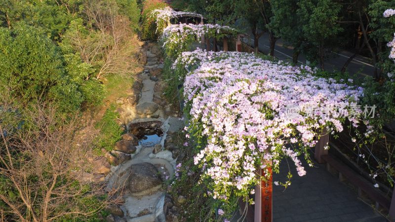 广东东莞：蒜香藤花开