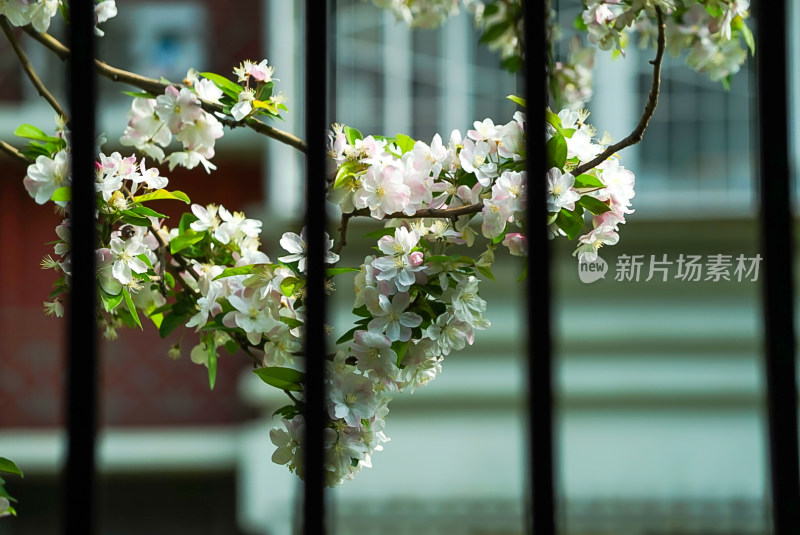 透过栅栏盛开的春日白色花朵