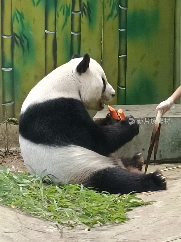 紫清湖动物园的大熊猫暖暖等