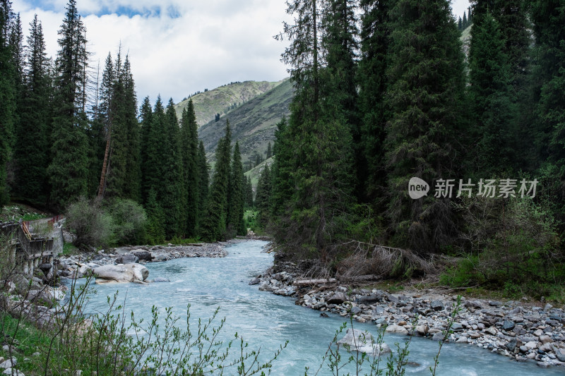 新疆伊犁夏塔山谷中的森林和小溪