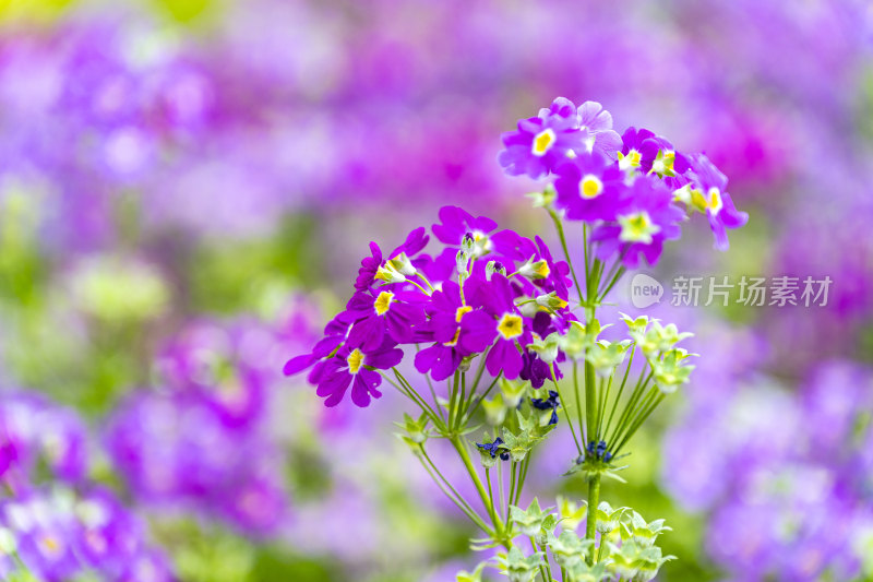 春天盛开的花朵