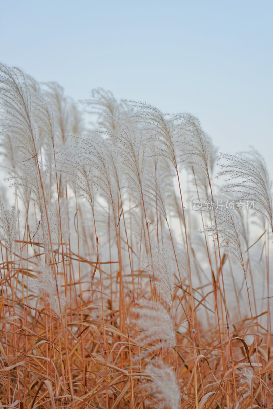 长白山鲁能美景阁，白色芦苇荡