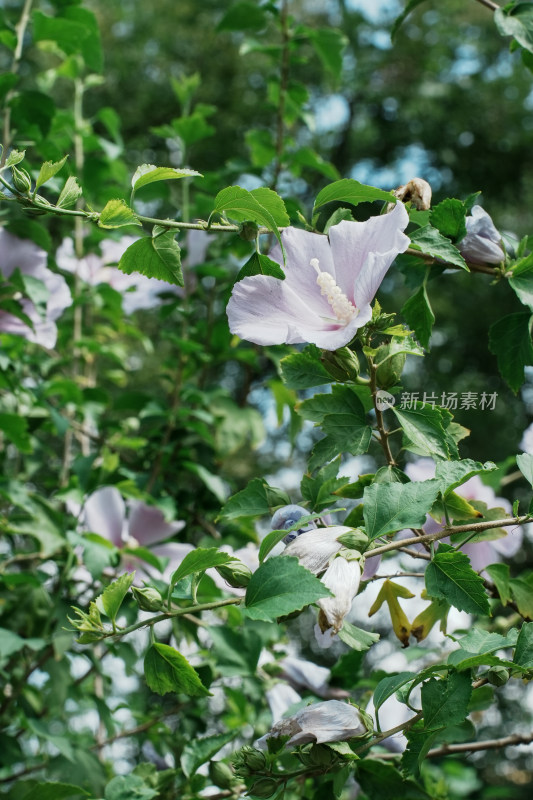 北京圆明园木槿花