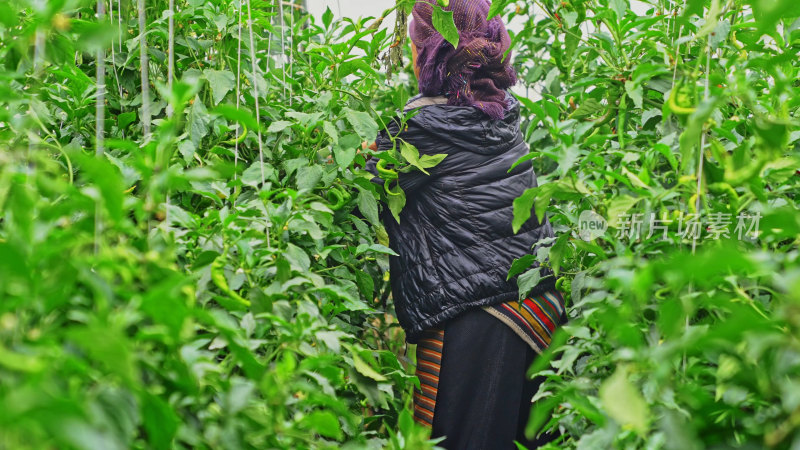 西藏日喀则白朗县蔬菜种植基地