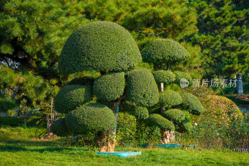 园林绿植景观