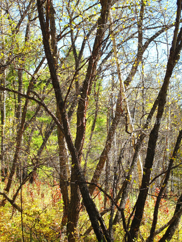 内蒙古阿尔山国家森林公园秋景，天池附近的黑桦林