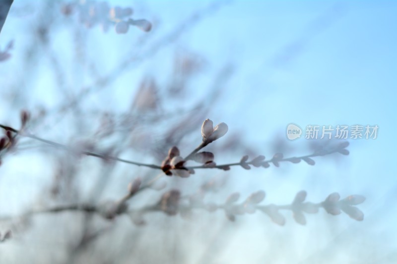 桃花花苞花蕊