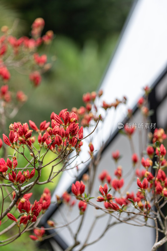 杜鹃花、映山红