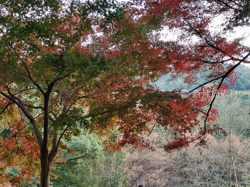 红叶满树的多彩秋景