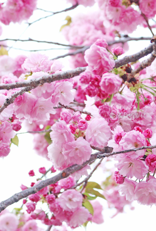 日本春天的樱花