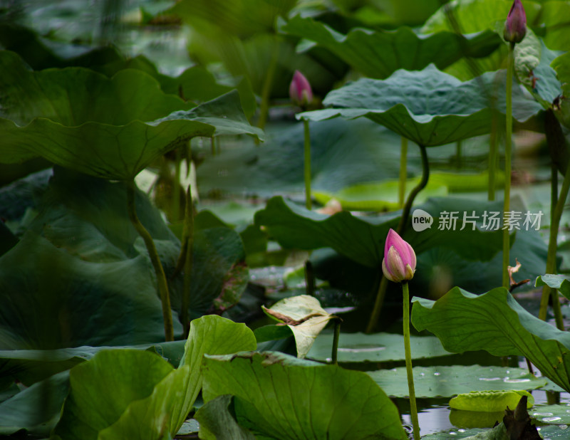 莲花/花苞/荷花/莲叶