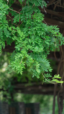 夏天小清新素材——紫藤花架