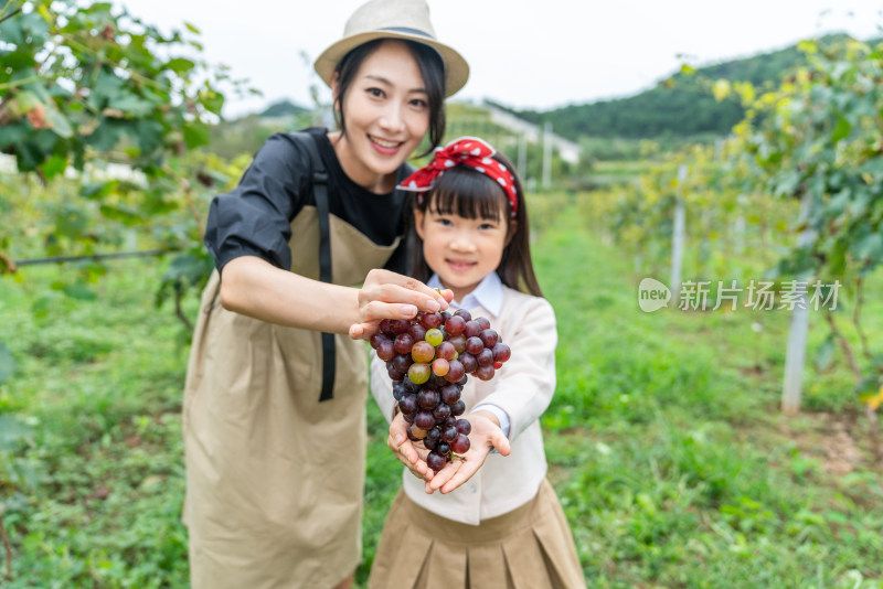 快乐母女在果园采摘葡萄
