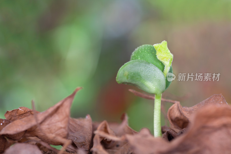 春天户外枯叶里发出来的嫩芽