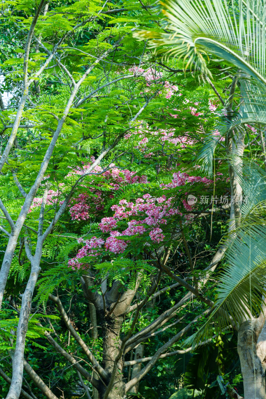 粉红色开花植物节荚决明花