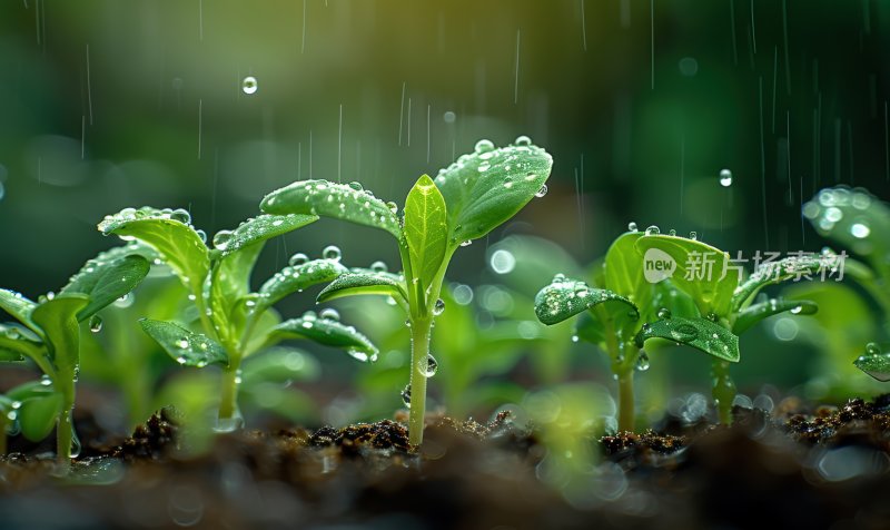 小雨嫩芽雨露滋润幼苗春天清新水滴背景