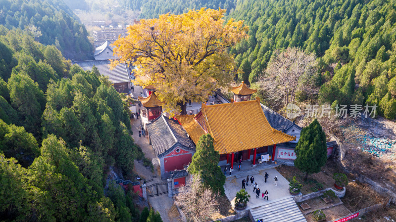 山东济南淌豆寺秋天黄色千年银杏树叶美景