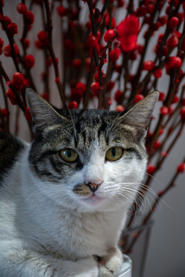 宠物动物猫