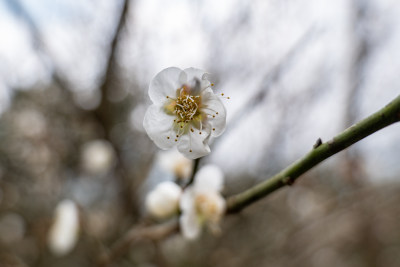 枝头盛开的白色梅花特写