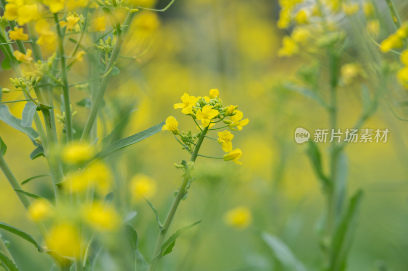 春天油菜花盛开