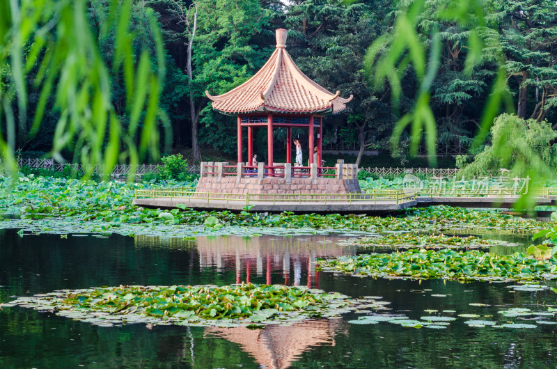 青岛中山公园的小西湖夏季风景