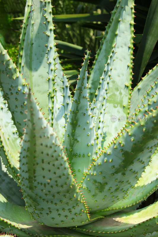 热带多肉植物特写