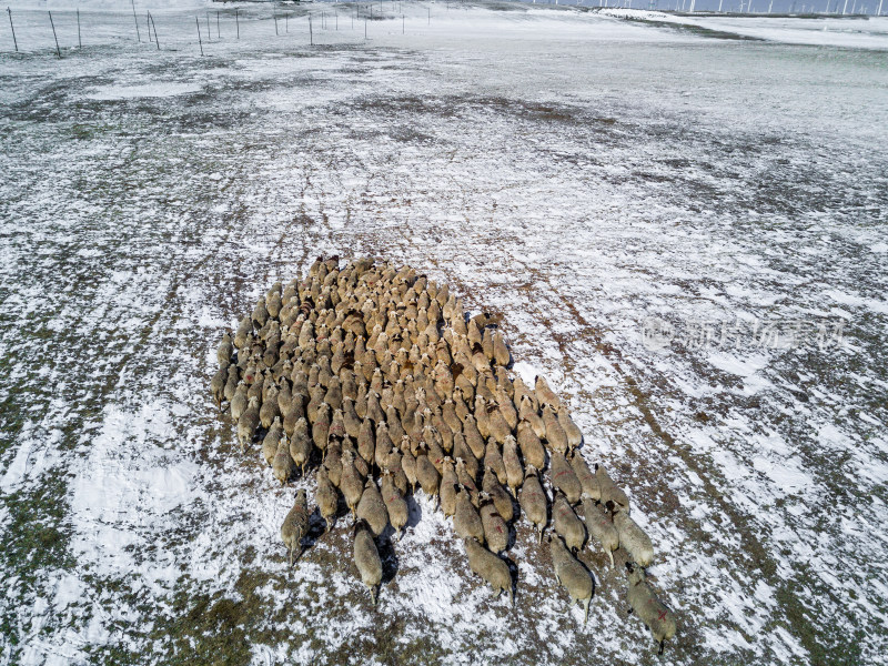 内蒙古冬季雪地里的绵羊群