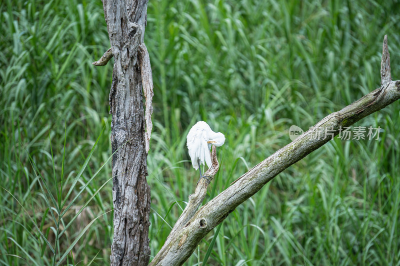 栖息在湿地公园的牛背鹭