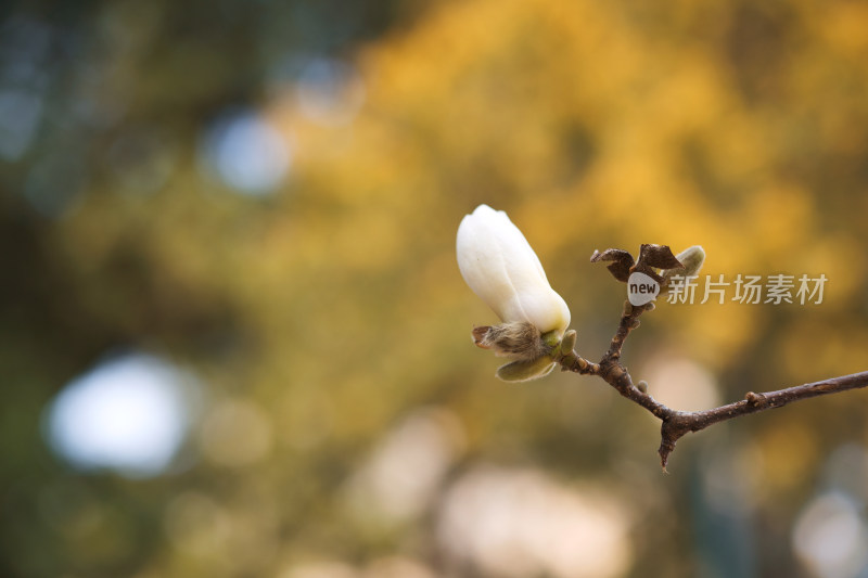 玉兰花特写