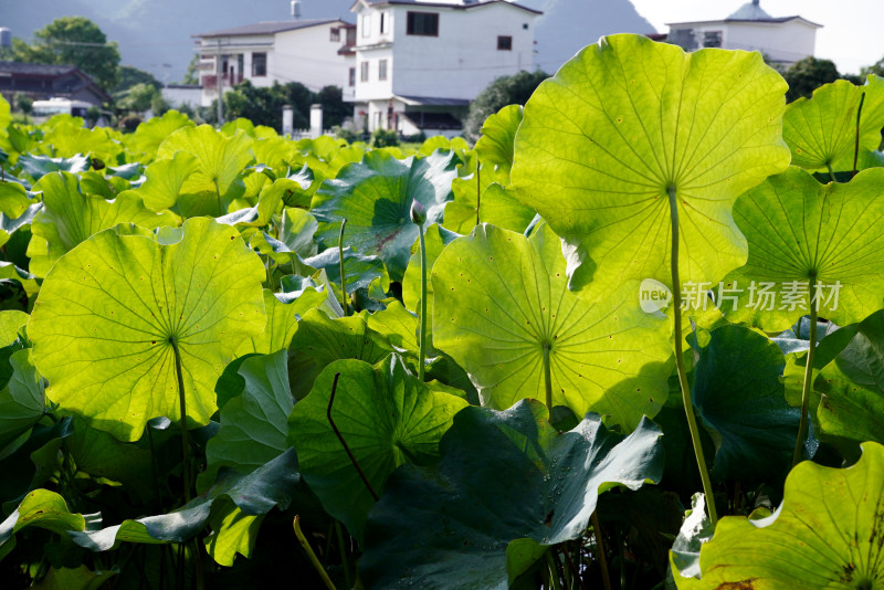 清晨阳光下的大片荷叶特写