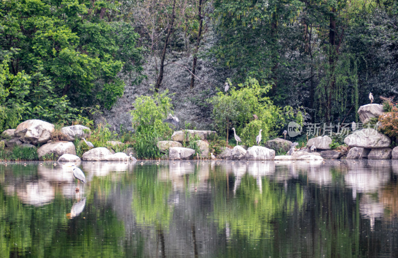 湖边的树林里的岩石和鸟