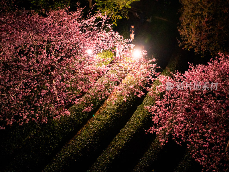 福建龙岩台品樱花院茶园樱花相映成趣照片