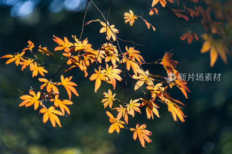 太子湾公园红枫