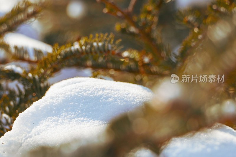 积雪覆盖松树枝头的冬日景象