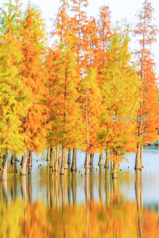 成都白鹭湾湿地公园水杉秋景