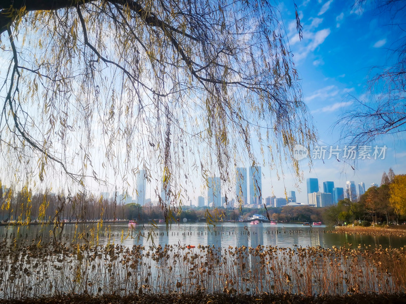 秋天枯黄树枝树叶植物摄影图