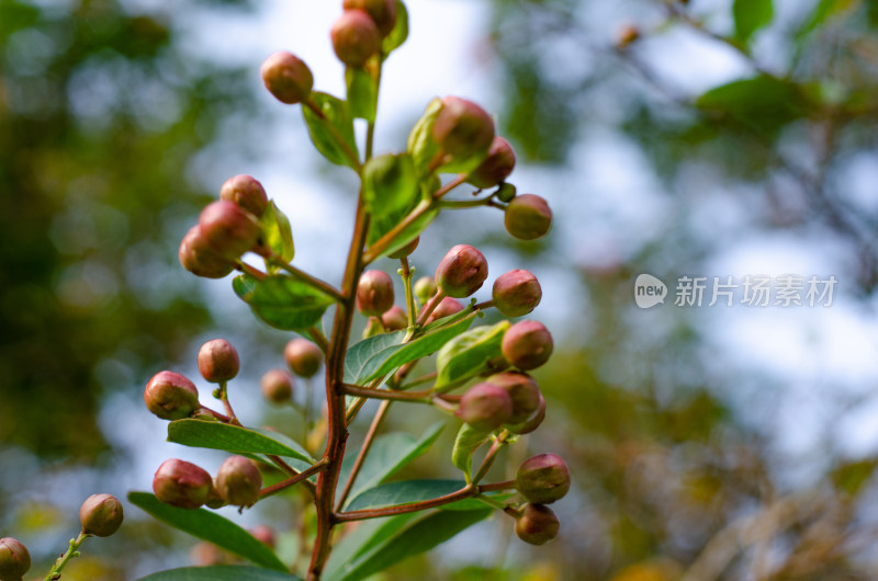 枝头的紫薇花含苞待放