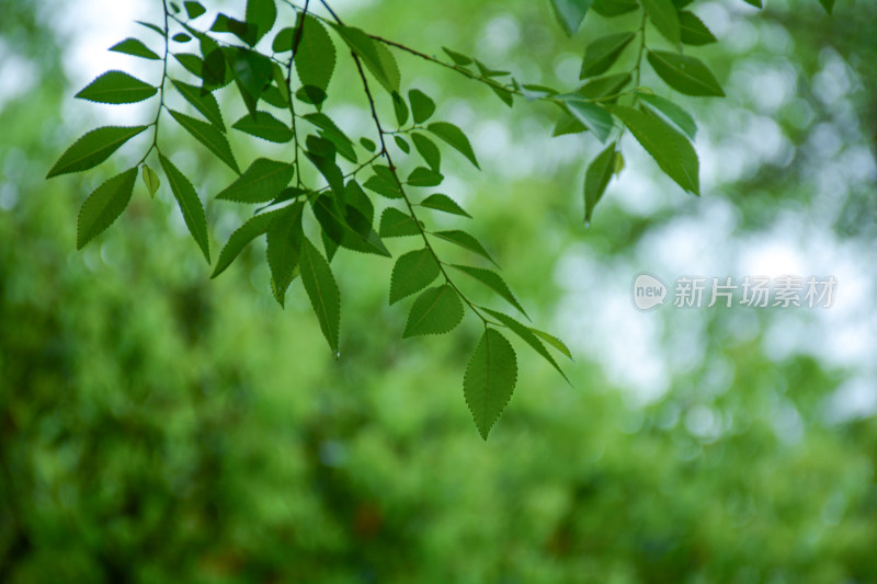 春景绿树叶背景