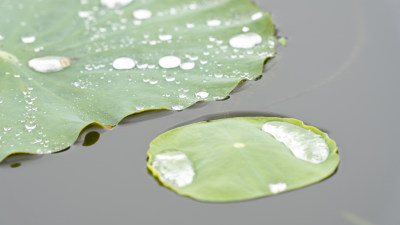 雨后荷叶上的水珠