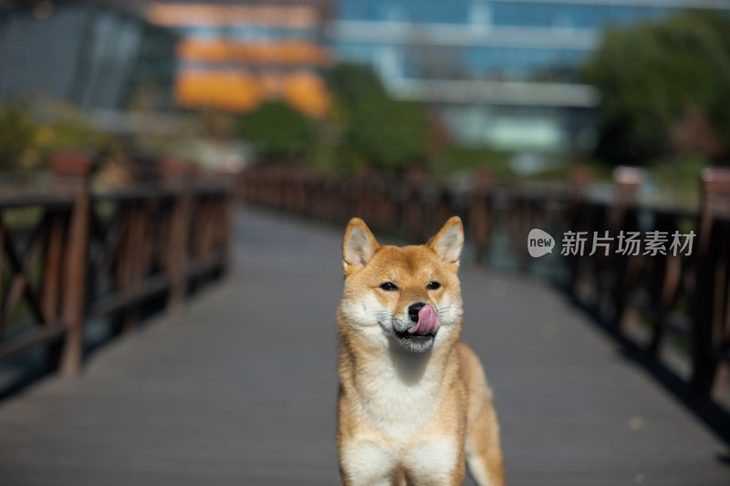 一只在栈道上玩耍的柴犬