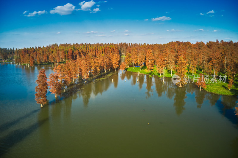 红色水杉林美景