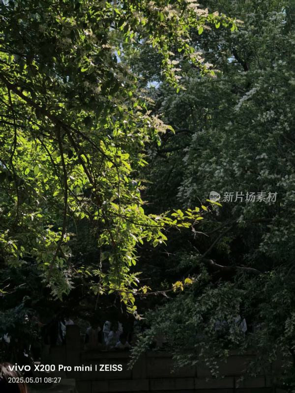 阳光下繁茂的绿树景象