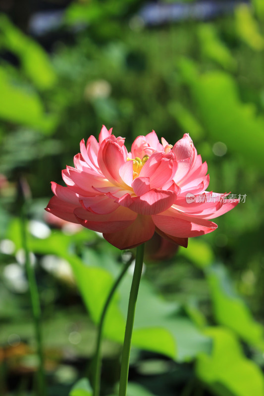 荷花盛开特写