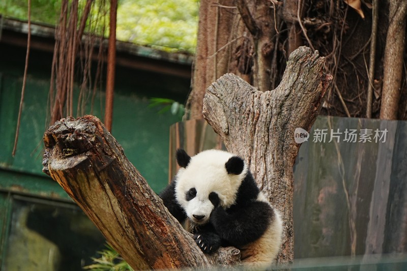 大熊猫幼崽坐树干憨态可掬